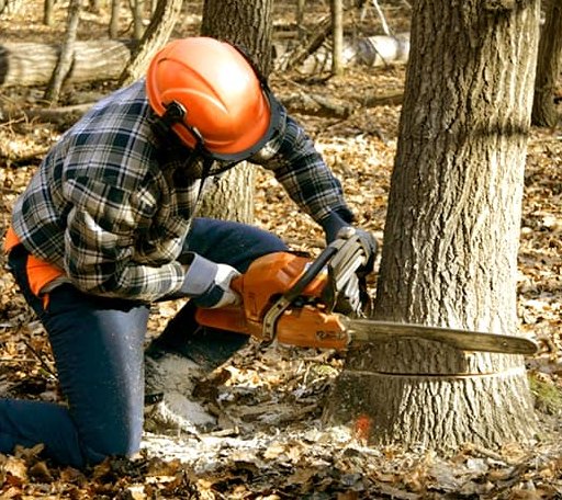 Tree Removal in Emmett, KS